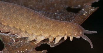 Media type: image; Invertebrate Zoology 131441